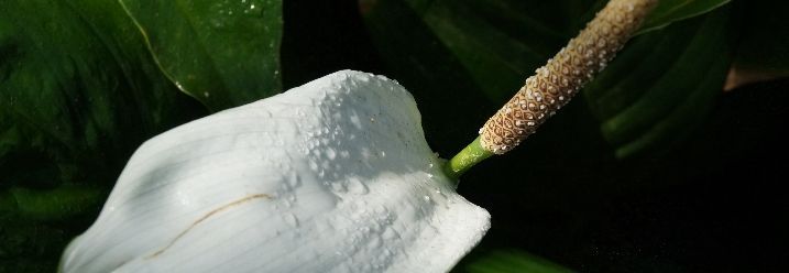 Einblatt Blüte 